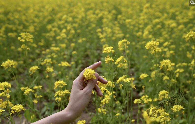 出游新選擇！順義油菜花海美如畫(huà)