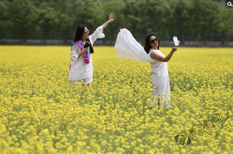 出游新選擇！順義油菜花海美如畫(huà)