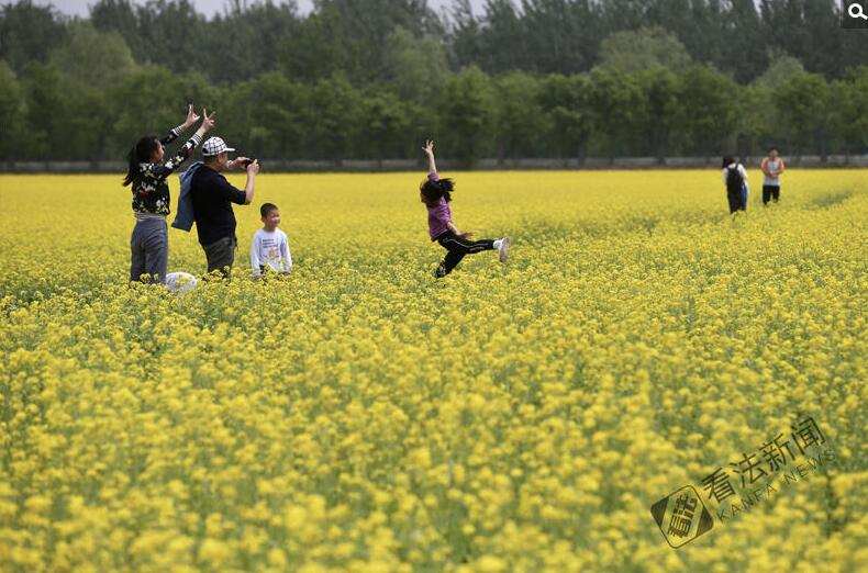 出游新選擇！順義油菜花海美如畫(huà)