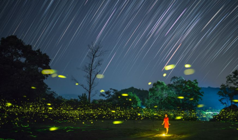 多地進入螢火蟲觀賞季 螢光與星空共舞