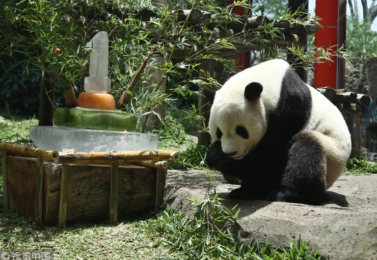 中國(guó)大熊貓落戶印尼滿一年 動(dòng)物園準(zhǔn)備“蛋糕”慶祝