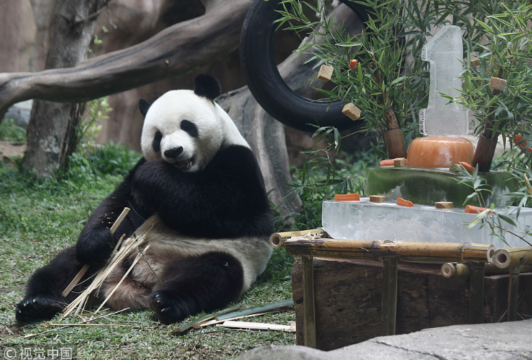 中國(guó)大熊貓落戶印尼滿一年 動(dòng)物園準(zhǔn)備“蛋糕”慶祝