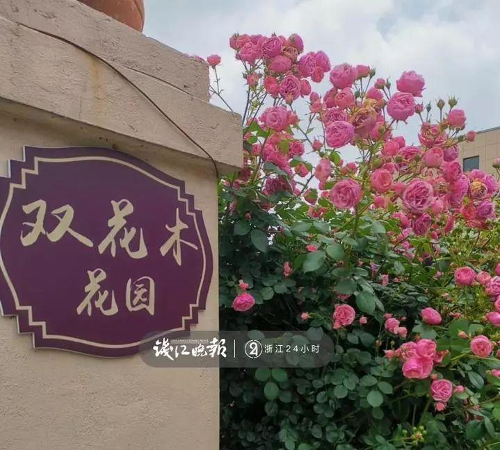 羨慕！他為妻子打造500多種植物花園，只為結婚時一個許諾！