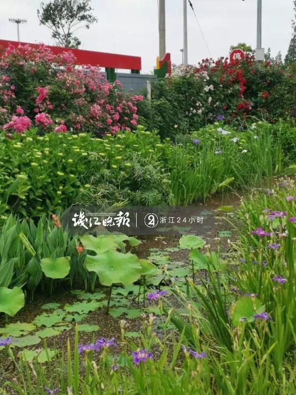 羨慕！他為妻子打造500多種植物花園，只為結婚時一個許諾！