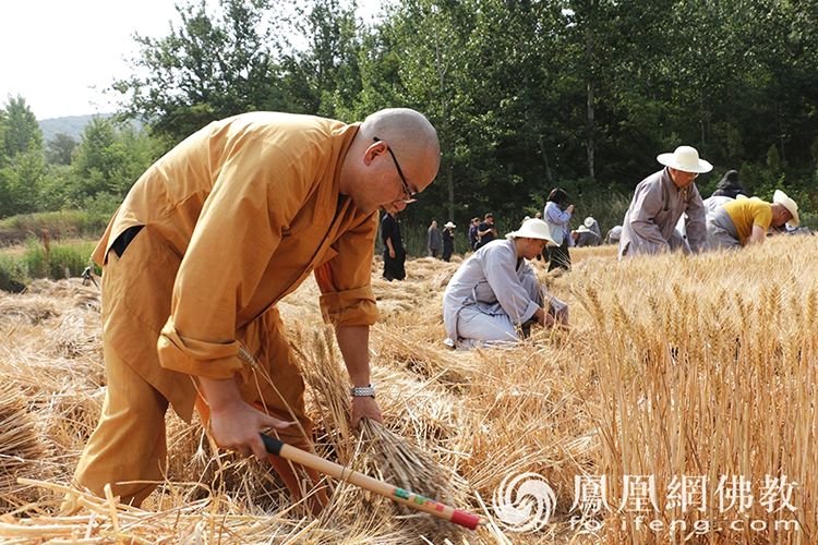 又是一年豐收季！嵩山少林寺僧眾揮鐮收割小麥