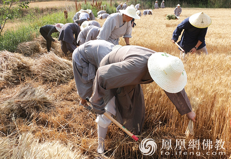 又是一年豐收季！嵩山少林寺僧眾揮鐮收割小麥