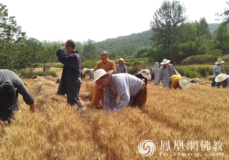 又是一年豐收季！嵩山少林寺僧眾揮鐮收割小麥