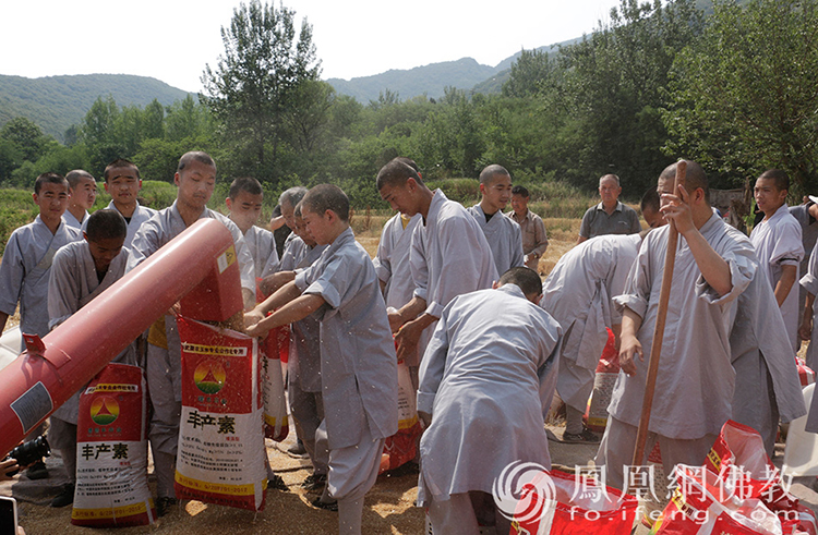 又是一年豐收季！嵩山少林寺僧眾揮鐮收割小麥