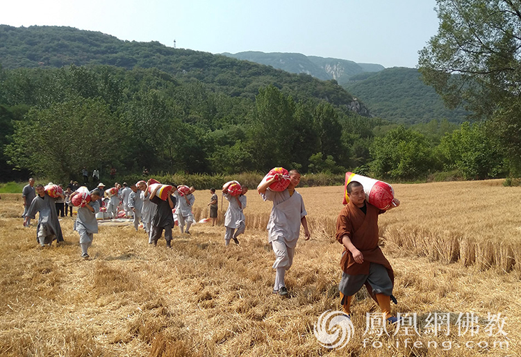 又是一年豐收季！嵩山少林寺僧眾揮鐮收割小麥