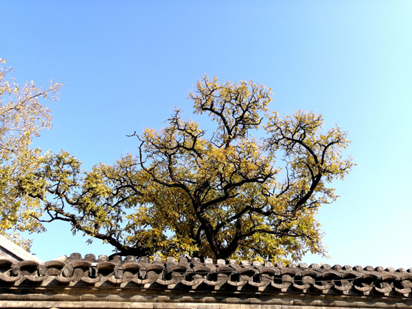 北海公園秋色濃