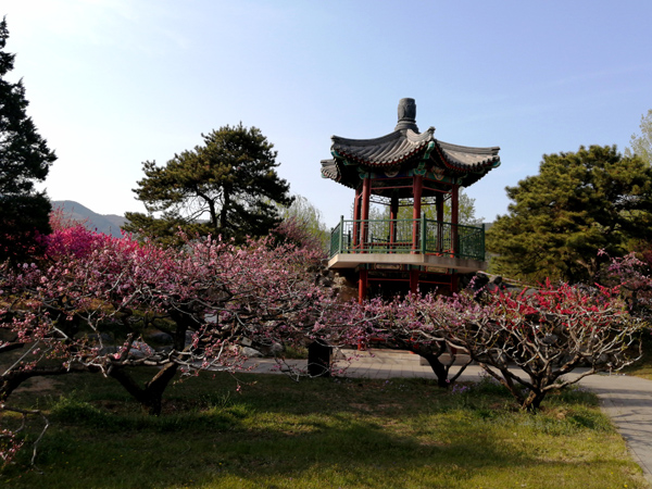 李月手機(jī)拍圖——北京植物園的春天