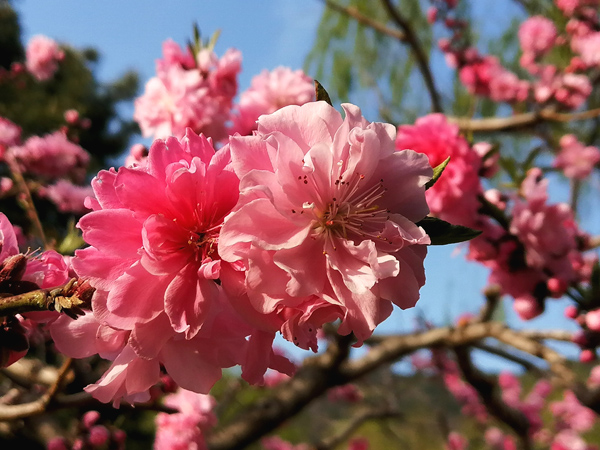 李月手機(jī)拍圖——北京植物園的春天