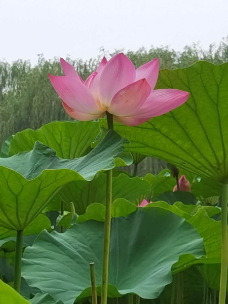 丁育春手機拍圖——大運河森林公園的花