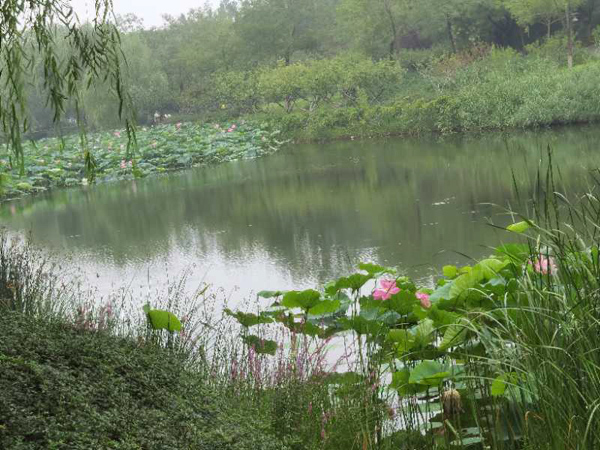 丁育春手機拍圖——大運河森林公園的花