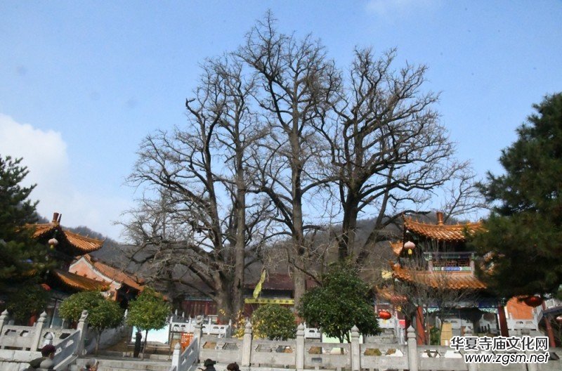 釋印來法師三周年紀(jì)念法會在河南魯山文殊寺舉辦