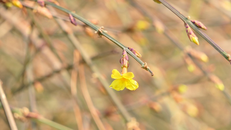 明城墻遺址公園花開迎上元