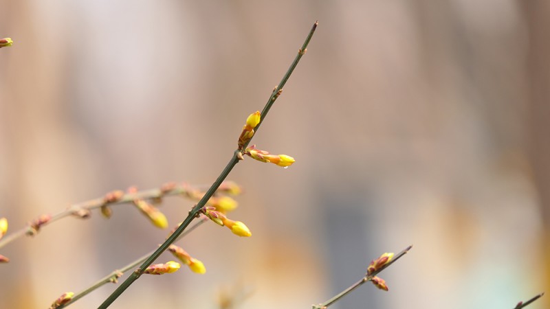 明城墻遺址公園花開迎上元