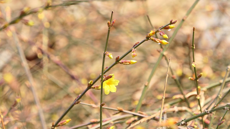 明城墻遺址公園花開迎上元