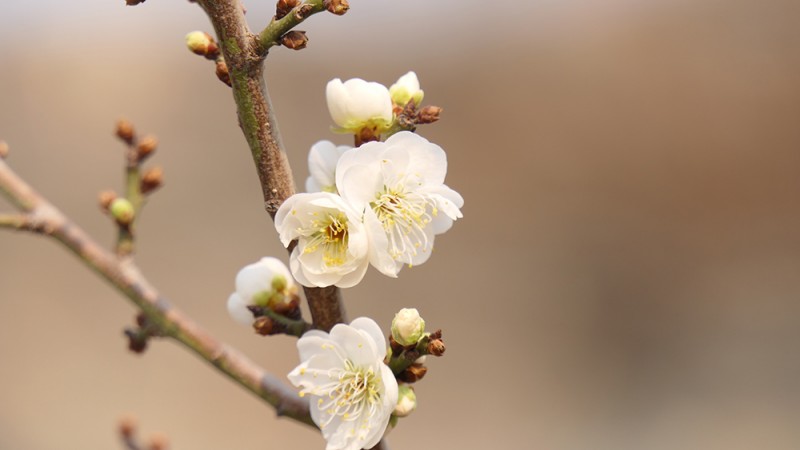 明城墻遺址公園花開迎上元