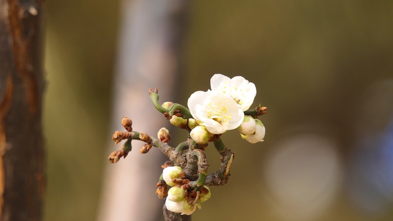 明城墻遺址公園花開迎上元