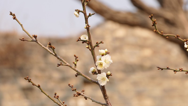 明城墻遺址公園花開迎上元