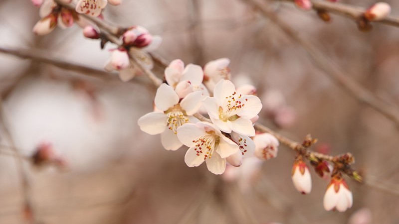 明城墻遺址早春三花