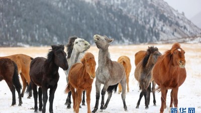 雪落山丹馬場(chǎng)