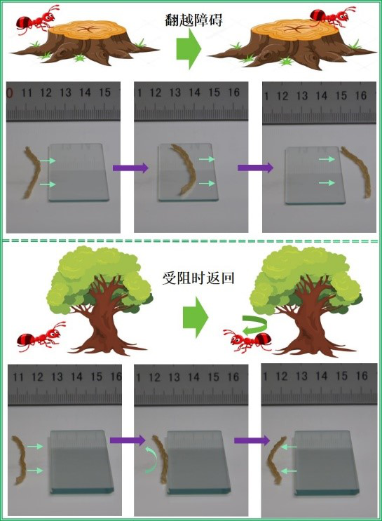 天津大學(xué)研發(fā)4D打印仿生觸覺應(yīng)變自主軟體機(jī)器人