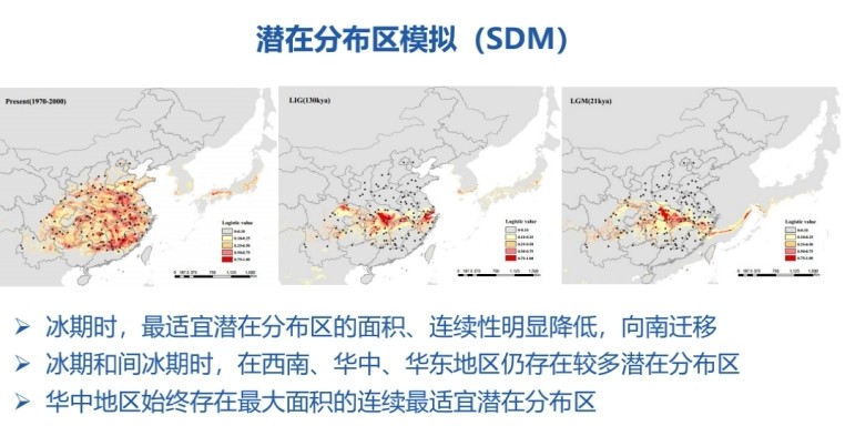 明明滿大街都是，為什么說銀杏還急需人類伸出援手？