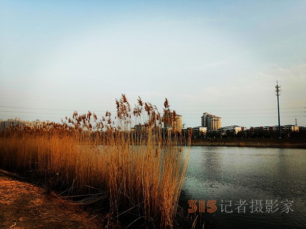 李月手機(jī)拍圖——又見蘆葦夕陽紅