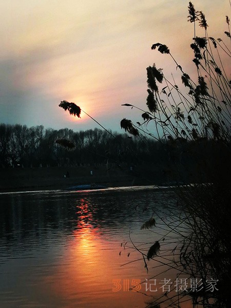 李月手機(jī)拍圖——又見蘆葦夕陽紅