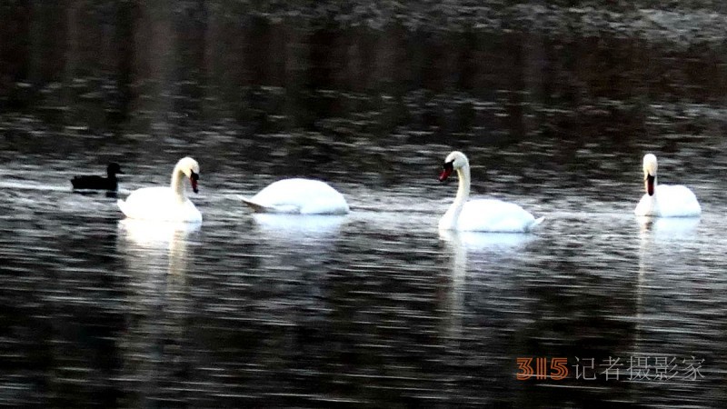 大雁——靳新國拍于北京南海子郊野公園