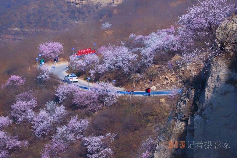 河南陜州：山桃花開妝點十里山谷