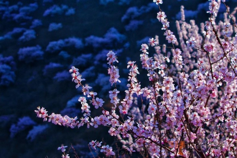 河南陜州：山桃花開妝點十里山谷