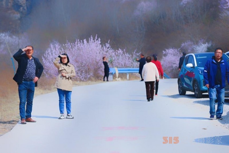 河南陜州：山桃花開妝點十里山谷