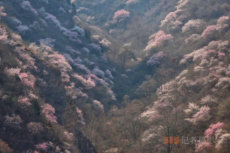 河南陜州：山桃花開妝點十里山谷