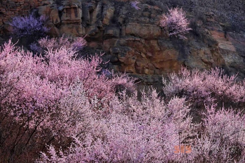 河南陜州：山桃花開妝點十里山谷