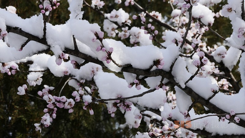 春雪山桃