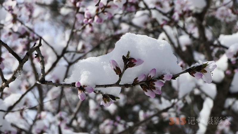 春雪山桃