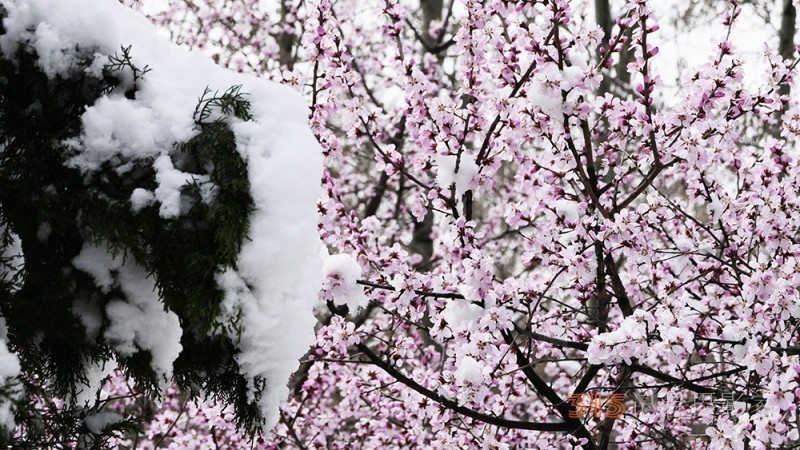 春雪山桃