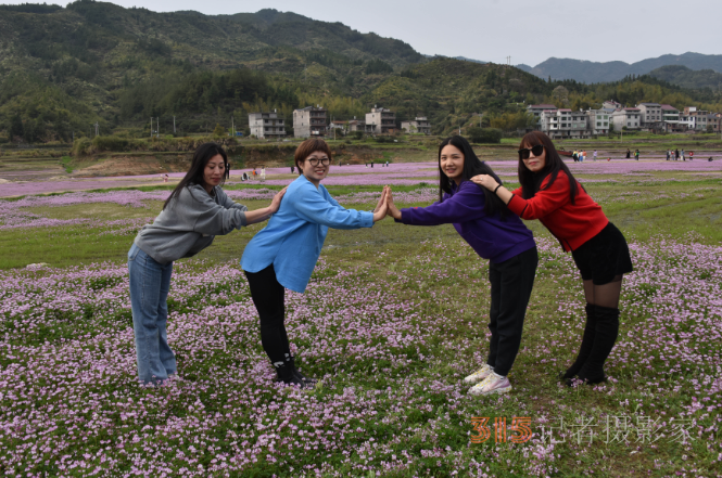 江西廣信：蔚為壯觀的紫云花