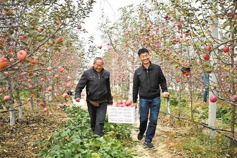 陜西：從蘋果大省向蘋果強省邁進