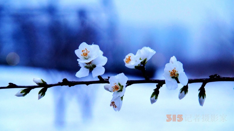 詩書攝影：李月寫雪的詩