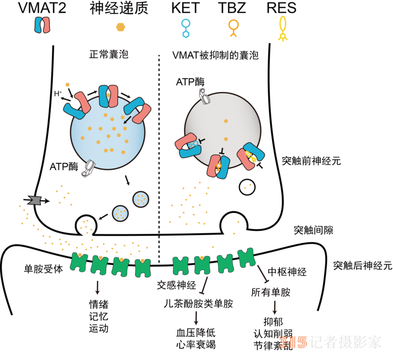 科學家揭秘大腦如何運輸“快樂荷爾蒙”