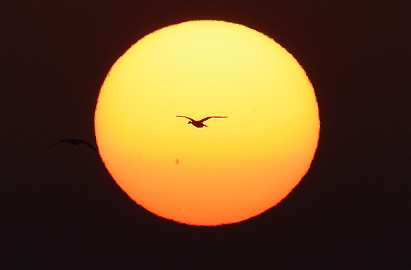  朝氣蓬勃的“太陽(yáng)鳥”