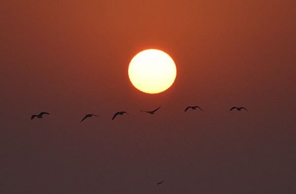  朝氣蓬勃的“太陽(yáng)鳥”