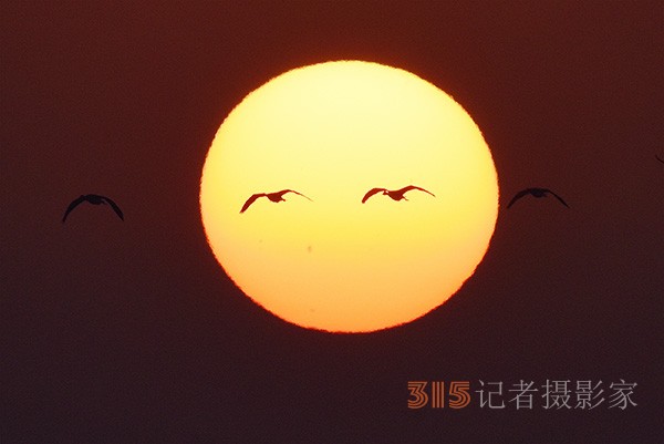  朝氣蓬勃的“太陽(yáng)鳥”