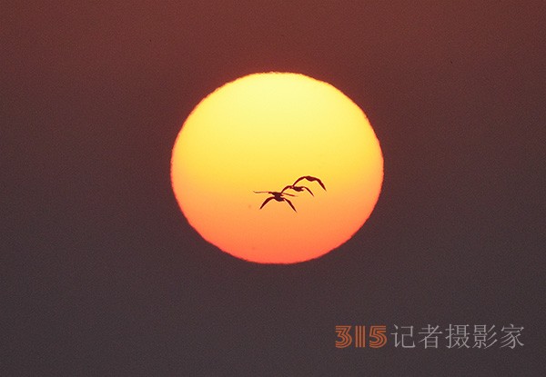  朝氣蓬勃的“太陽(yáng)鳥”