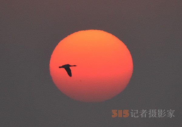  朝氣蓬勃的“太陽(yáng)鳥”